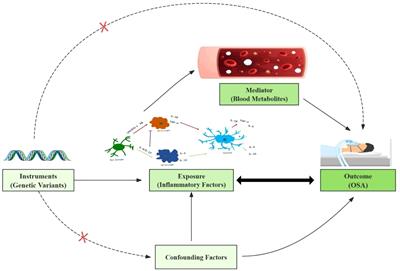 Effect of inflammatory cytokines and plasma metabolome on OSA: a bidirectional two- sample Mendelian randomization study and mediation analysis